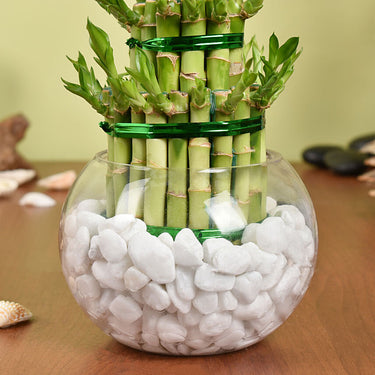 3 Layer Lucky Bamboo Plant In Galss Vase
